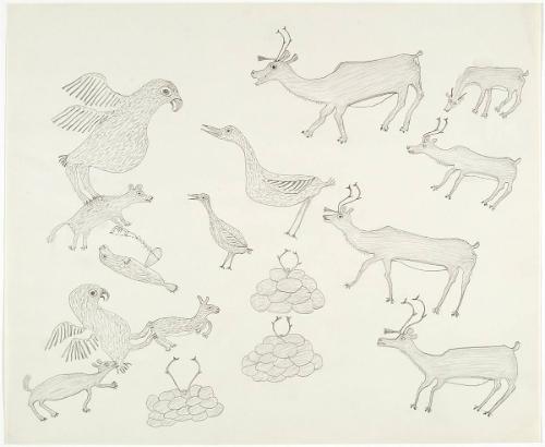Animals and Birds