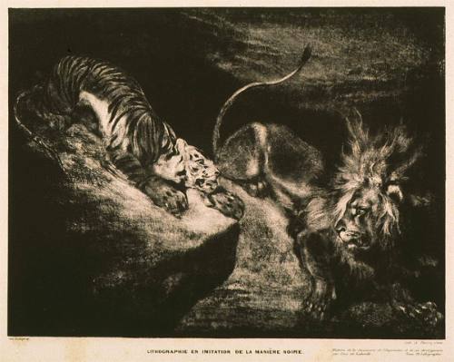 Tiger Attacking a Lion