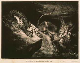 Tiger Attacking a Lion