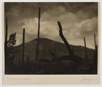 In the wake of the forest fire