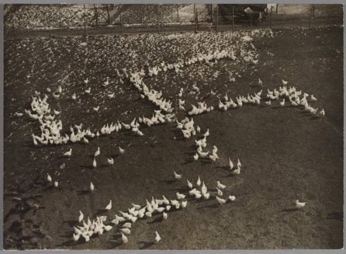 Mass-trained chickens? No, a farmer who lives near Munich recently scattered chicken feed in the shape of a gigantic swastika.