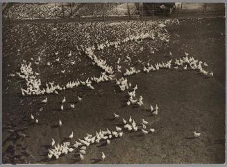 Mass-trained chickens? No, a farmer who lives near Munich recently scattered chicken feed in the shape of a gigantic swastika.