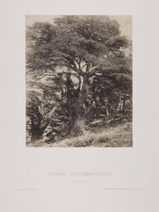 Groupe de Cedres du M. Liban