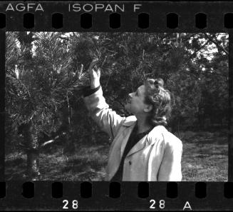 Woman looking at pine cones