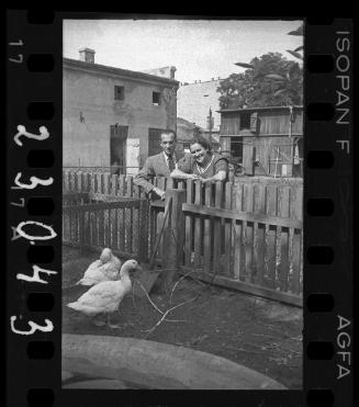 Couple looking at two white geese