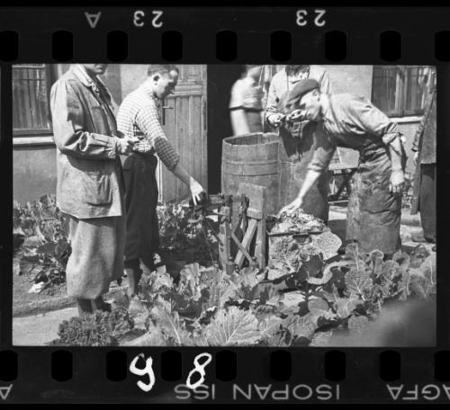 Men working in a vegetable garden