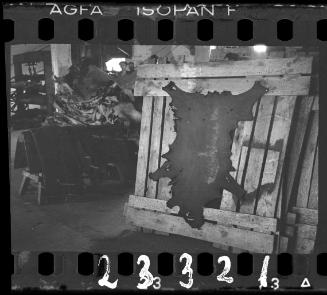 Hide handing in the leather factory