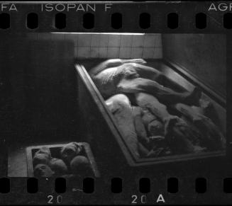 Corpses and body parts in the morgue