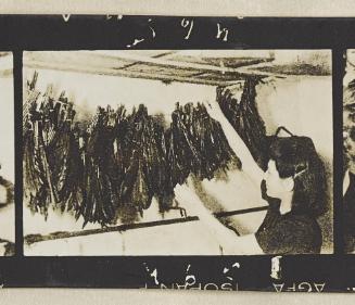 Contact Print #465 from page #14 in Lodz Ghetto Contact Album