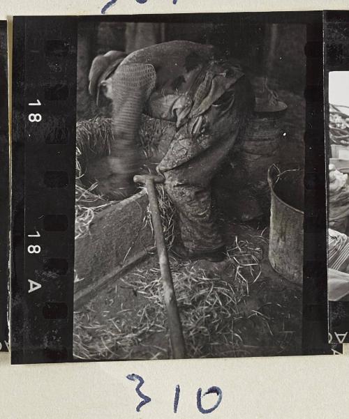 Contact Print #310 from page #9 in Lodz Ghetto Contact Album