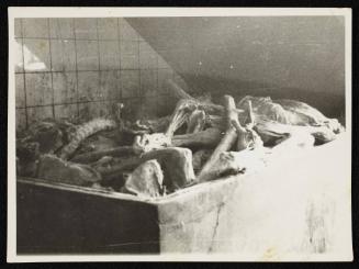 Corpses and body parts in the morgue