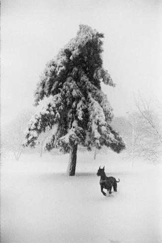 Central Park, New York