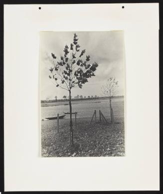 Trees in fall, France