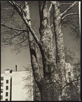 New York, Washington Heights (big tree)