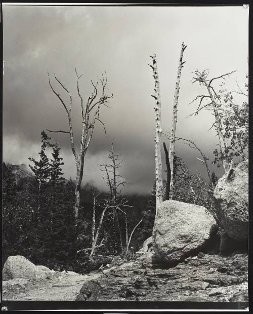 Storm behind Trees (Colorado)