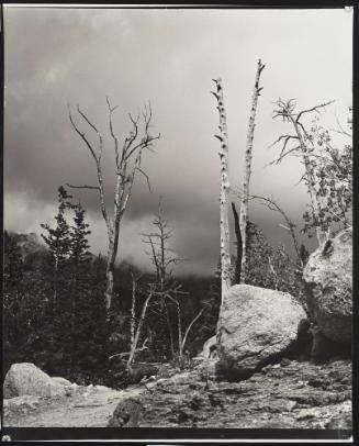Storm behind Trees (Colorado)