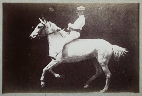 Instantaneous Image of a Mounted Horse - Gallop (undetermined phase)