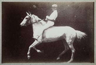 Instantaneous Image of a Mounted Horse - Gallop (undetermined phase)