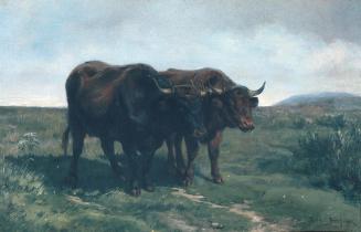 Oxen