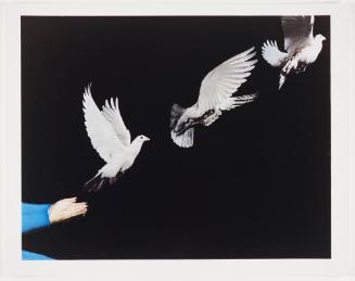 Pigeon Release Multiflash, 1965