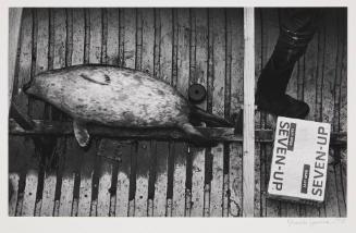 The day the boat came in: dead seal, seven-up