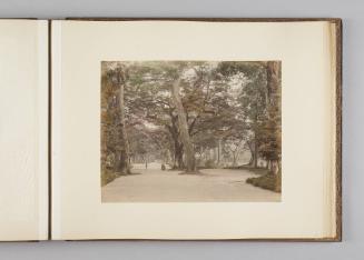 [Tree-lined road, Kyoto]   from Views of Kobe, Kioto...