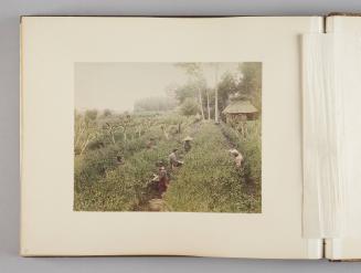 [Farm workers in a field]   from Views of Tokyo, Nikko, Yokohama
