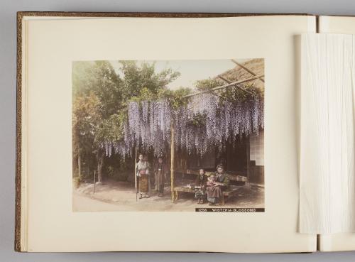 Wisteria Blossoms   from Views of Tokyo, Nikko, Yokohama
