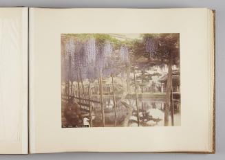 Wisteria   from Views of Tokyo, Nikko, Yokohama