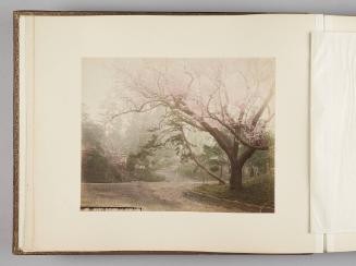 Cherry Blossoms at Uyeno Park   from Views of Tokyo, Nikko, Yokohama