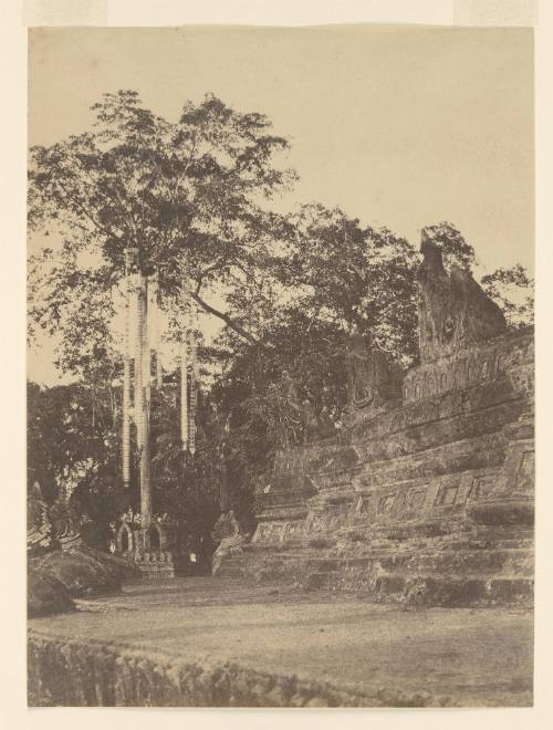 Rangoon. The Votive Tree, (Shwe Dagon Pagoda)