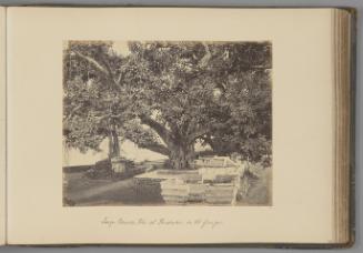 [Large Banyan tree at Hurdward, on the Ganges]   from Indian Views
