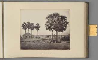 [Benares; Picturesque group of Palm Trees, near Railway Station]   from Indian Architecture and Scenery, Vol. 1