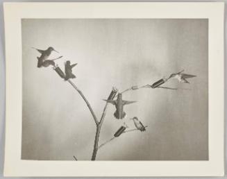 hummingbirds around branch/feeder