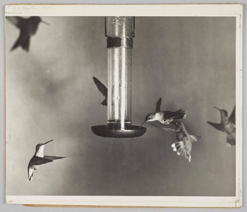 hummingbirds around feeder