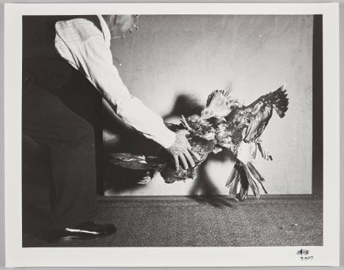 3407 (fighting roosters)