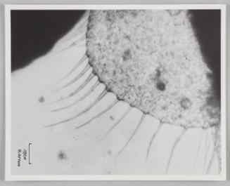 Shadow prints (Fin of Brine Shrimp)