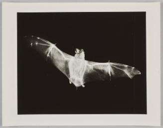 "Transparent" Bat Flying Mex Fretale