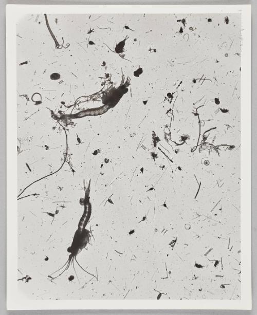 Water Exploration Project 1932-1988