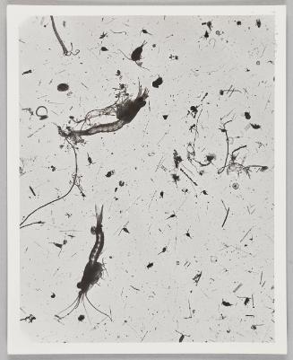 Water Exploration Project 1932-1988