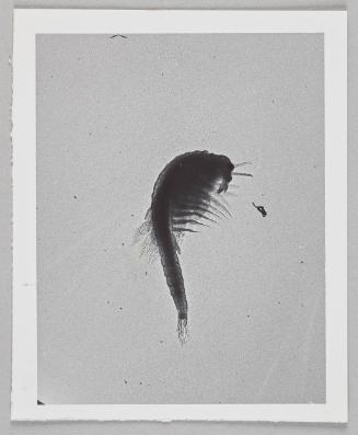 Water Exploration Project 1932-1988