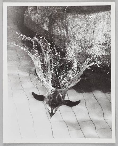 Underwater Penguin, NE Aquarium