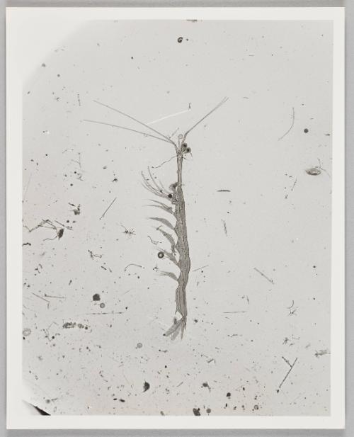 Shadow Exhibit prints & Notes, 1987