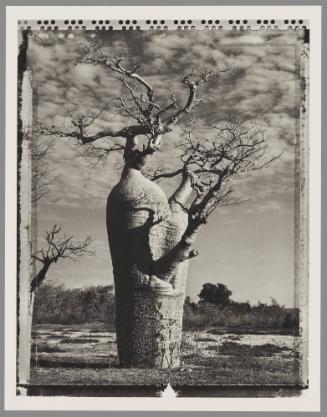 Baobab #31, Madagascar