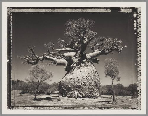 Baobab #29, Madagascar