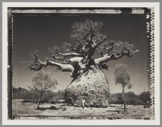 Baobab #29, Madagascar