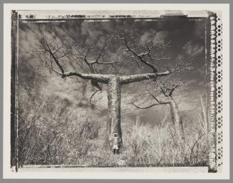 Baobab #26, Madagascar
