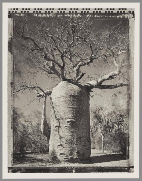 Baobab #21, Madagascar