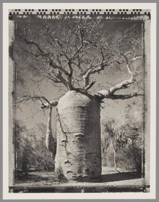 Baobab #21, Madagascar