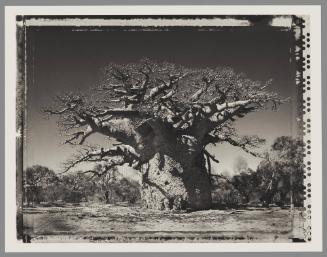 Baobab #24, Madagascar